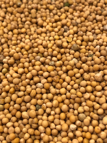 Meg's Mustard. Small Batch - Whole Grain - Craft Beer. Raw organic yellow mustard seeds.
